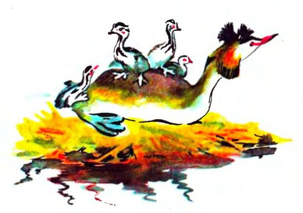 А поганка зовсім не погана - Валерія Іваненко. Ілюстрація - Г. Глікман