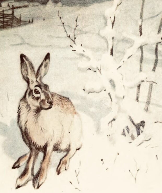 Заєць. Про чотириногих, рогатих і безрогих