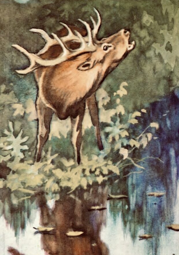 Олень. Про чотириногих, рогатих і безрогих