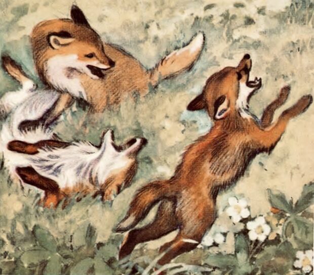 Лисиця. Про чотириногих, рогатих і безрогих