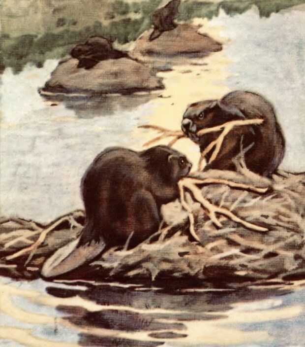 Бобри. Про чотириногих, рогатих і безрогих