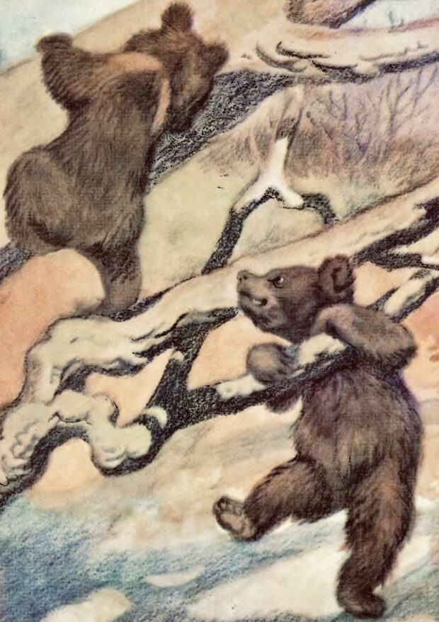 Ведмеді. Про чотириногих, рогатих і безрогих