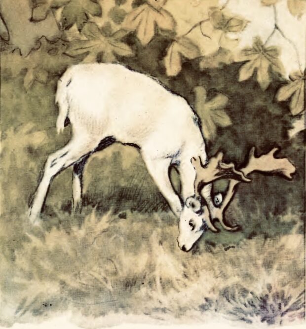 Лань. Про чотириногих, рогатих і безрогих