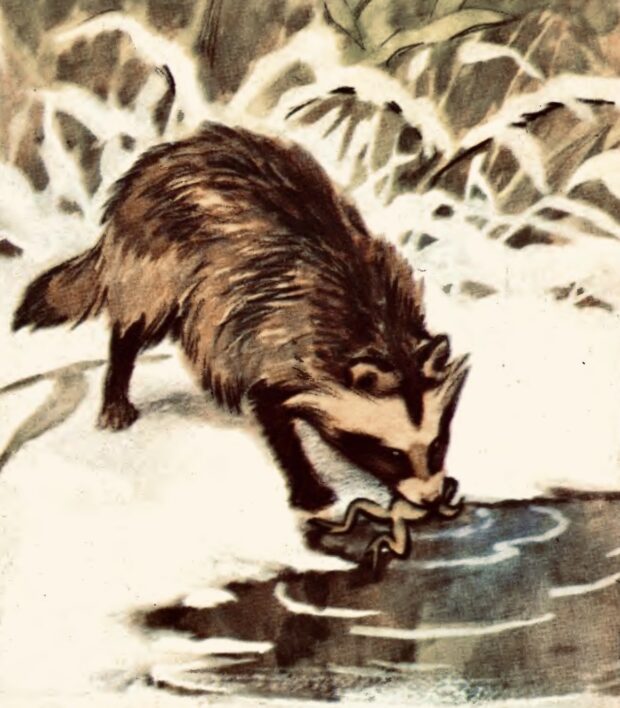 Єнотовидний собака. Про чотириногих, рогатих і безрогих