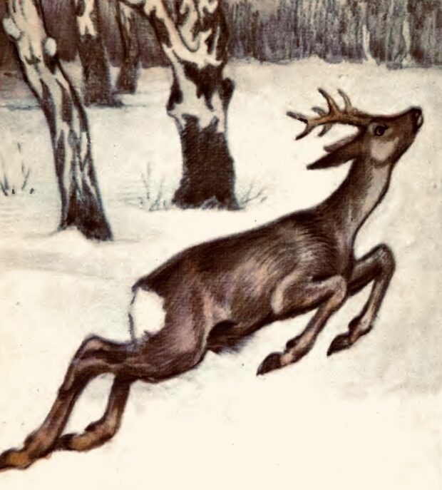 Косуля. Про чотириногих, рогатих і безрогих