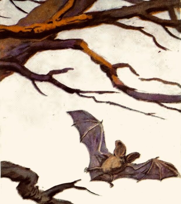 Летюча миша. Про чотириногих, рогатих і безрогих