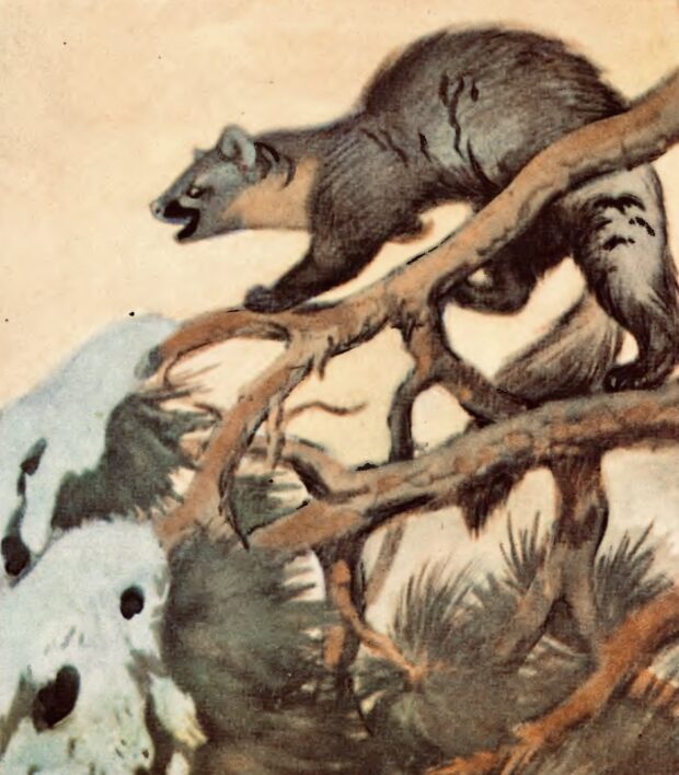 Білки та куниця. Про чотириногих, рогатих і безрогих