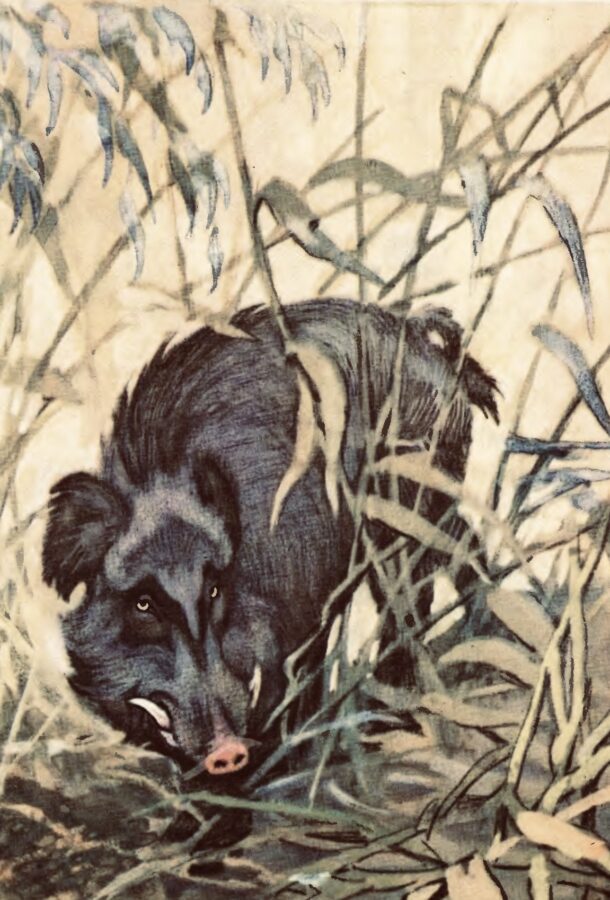 Дикий кабан. Про чотириногих, рогатих і безрогих
