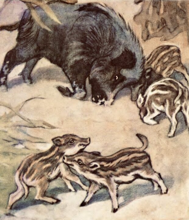 Кабан. Про чотириногих, рогатих і безрогих