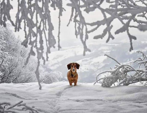 Перший сніг